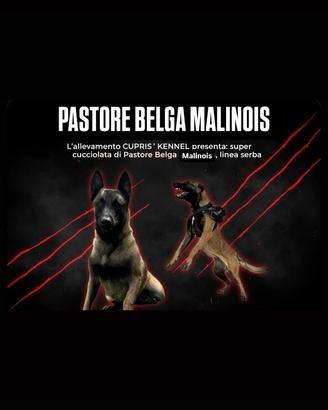 Pastore Balga Malinois