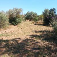 Uliveto