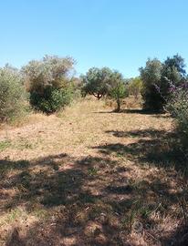Uliveto