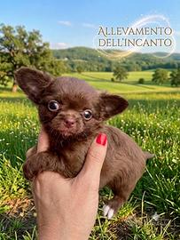 Strepitosa chihuahua pronta con pedigree