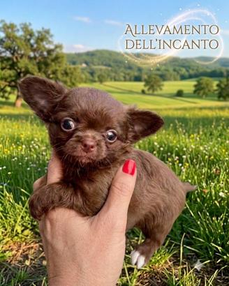 Strepitosa chihuahua pronta con pedigree