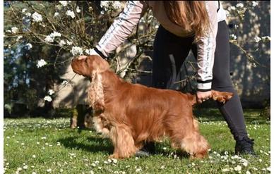 Cuccioli di cocker spaniel con pedigree