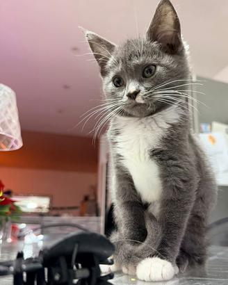 Incrocio sphynx maine Coon