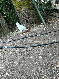 Gallo livornese
