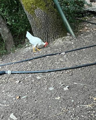 Gallo livornese