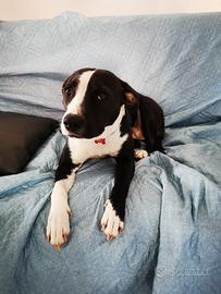 Femmina per accoppiamento