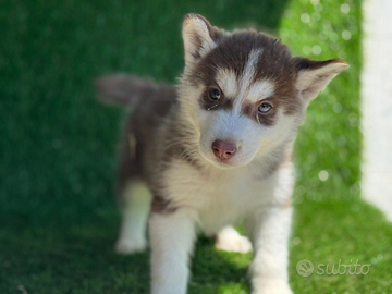 Husky