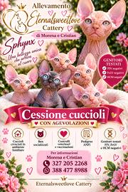 cuccioli sphynx pedigree Anfi 