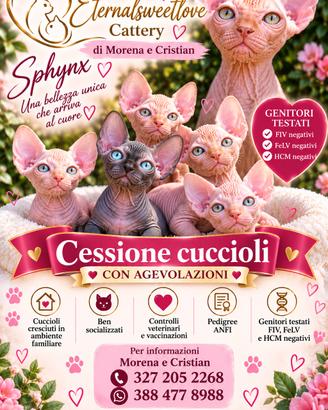 cuccioli sphynx pedigree Anfi 