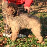 Lagotto romagnolo