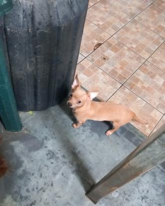 Chiwuawu