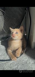 Gatto europeo Milano
