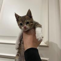 Binx, gattino di 2 mesi in ADOZIONE