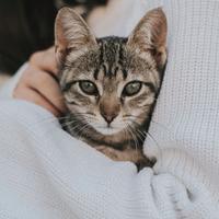 Accoglienza tranquilla per gatti in casa
