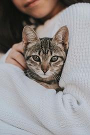 Accoglienza tranquilla per gatti in casa