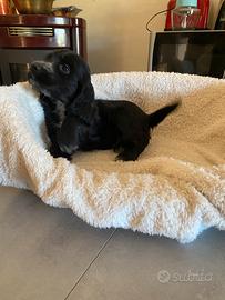Cucciolo cocker spaniel inglese