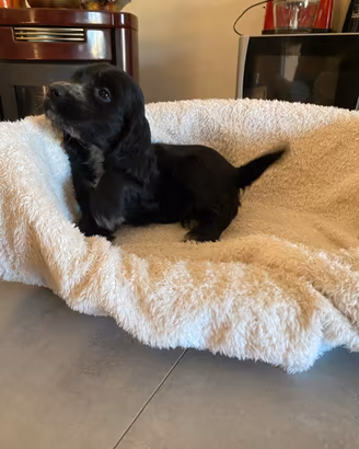 Cucciolo cocker spaniel inglese