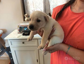 Labrador