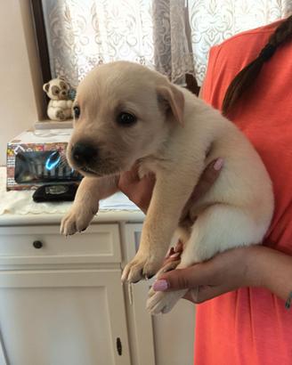 Labrador