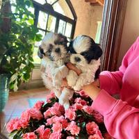 Cuccioli Shihtzu