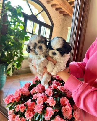 Cuccioli Shihtzu
