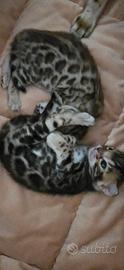 Gatti bengala