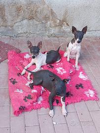 Cuccioli American Hairless Terrier
