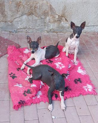 Cuccioli American Hairless Terrier