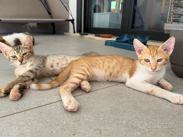Piccoli Gattini dolci e coccolosi