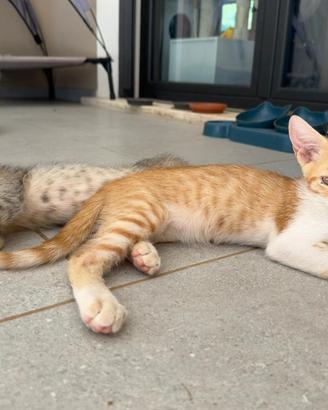 Piccoli Gattini dolci e coccolosi