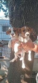 Jack Russel Liscio & Broken 