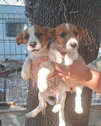 Jack Russel Liscio & Broken 