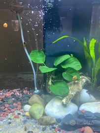 Lumache acquatiche Planorbarius