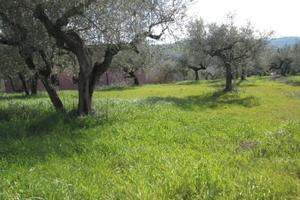 Rif. 209b terreno edificabile a moscufo