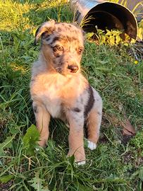 Cuccioli meticci