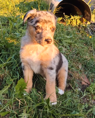 Cuccioli meticci
