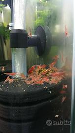 Caridine davidi red cherry