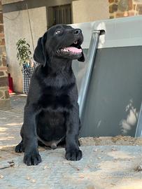 Cuccioli Labrador