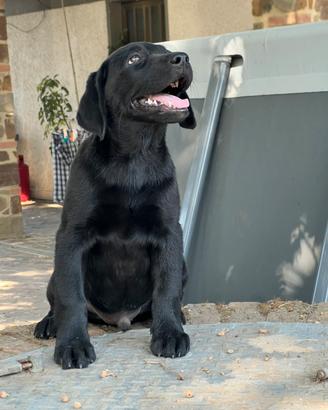 Cuccioli Labrador