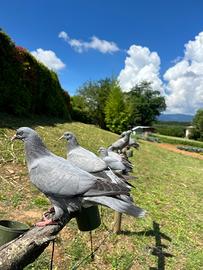 Piccioni uso caccia
