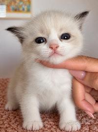 Cuccioli ragdoll seal bicolor con Pedigree