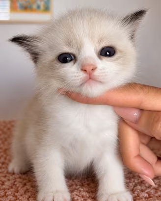 Cuccioli ragdoll seal bicolor con Pedigree