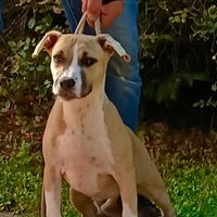 Amstaff femmina