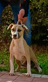 Amstaff femmina