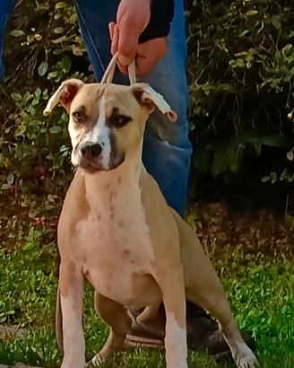 Amstaff femmina
