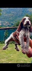 Spinone italiano
