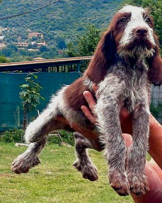 Spinone italiano