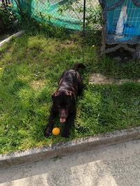 Labrador accoppiamento monta