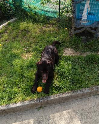 Labrador accoppiamento monta