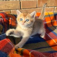 Gattini Scottish Straight Golden